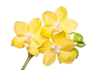 Obraz na płótnie Canvas orchid flower on white background