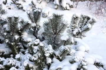 branch of pine tree covered with snow