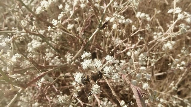Honeybees Collect Pollen From Flowering Bush