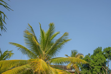 Fototapeta na wymiar Green palm tree on blue sky background
