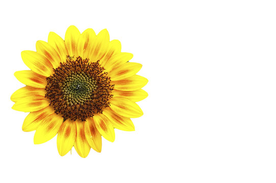 sunflower isolated on white background.