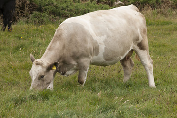 Cow grazing in a field