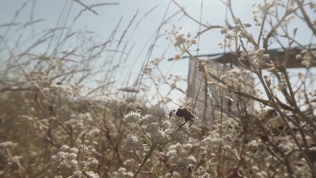 Bee Assembles Pollen From Flowers in the Bush on a Background of Construction