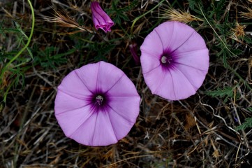 two mauve open ipomea