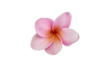 Obraz premium frangipani flowers on white background with clipping paths