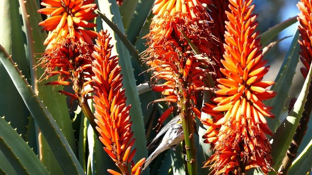 Little yellow brid - Spinus spinus eatting on a red flower, California