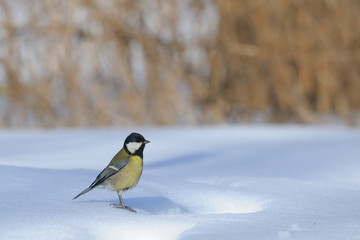 Great Tit stands at the snowdrift in sunny winter day