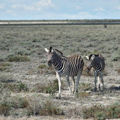 Obraz na płótnie Canvas Zebras in Etosha, Namibia
