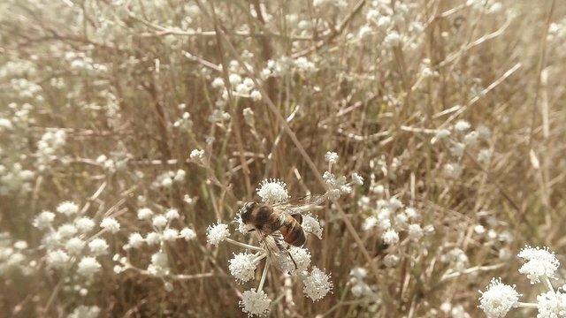 Honeybee Collecting Pollen From Flowers in Dry Bush