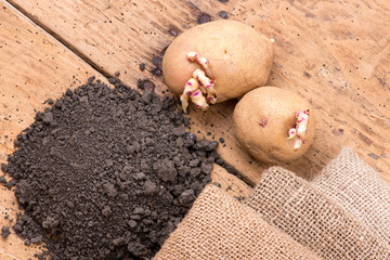 Sprouted potatoes on an old wooden rustic table - selective focus, copy space