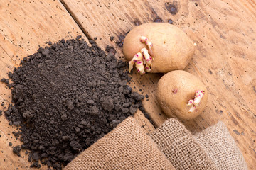 Sprouted potatoes on an old wooden rustic table - selective focus, copy space