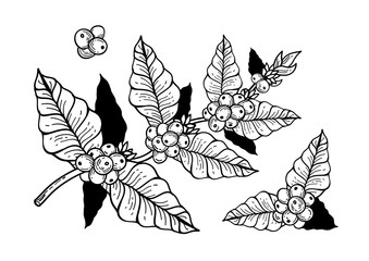 Coffee flowers and berries freehand drawing vector