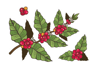 Coffee flowers and berries freehand drawing vector