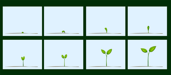 Animation of seed germination on soil - 104199636