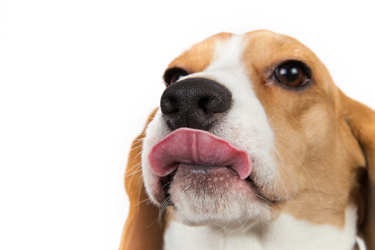 Beagle wet tongue