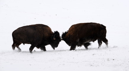 The fight, 2 buffalo bulls are fighting in the snow
