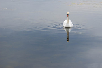 Swan swimming in pond