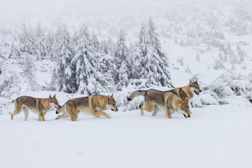 Fotobehang Wolves in the snow © johny87