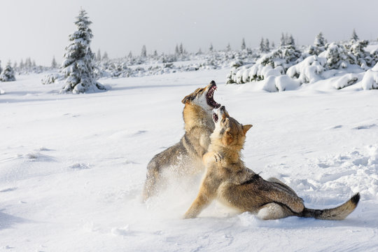 Wolves In The Snow