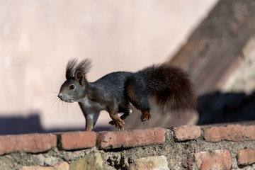 scoiattolo