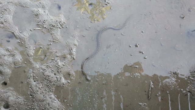 Snake in mangrove water, Thailand