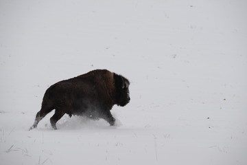 running wild, bufallo bull running through the snow