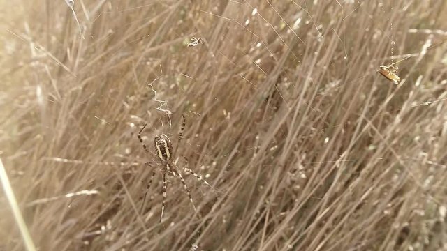 Spider Moves on the Web in Which Victim is Stuck