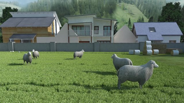Pecora Ovino Pascolo