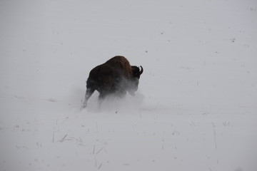 snowstorm, buffalo bull running through the snow