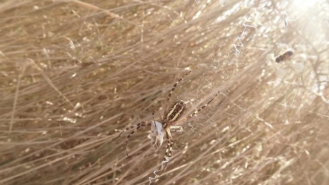 Spider Stood on Web Holding in Its Paws Victim
