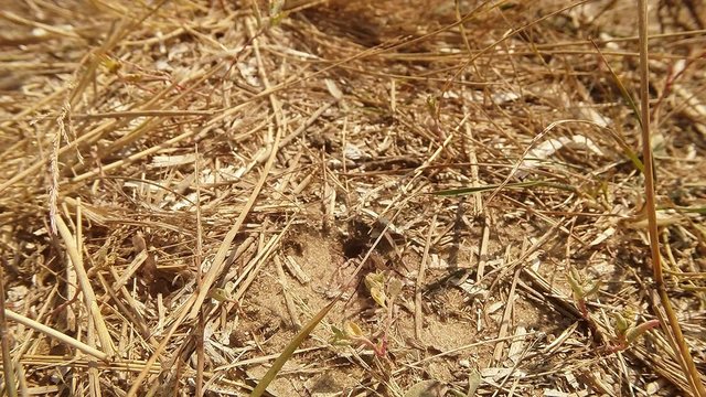 Digger Wasp go Across the Ground Input Covered With Dry Grass