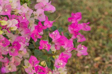 Obraz na płótnie Canvas pink bougainvillea flowers in summer outdoor