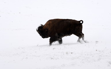 attack, buffalo bull in the snow