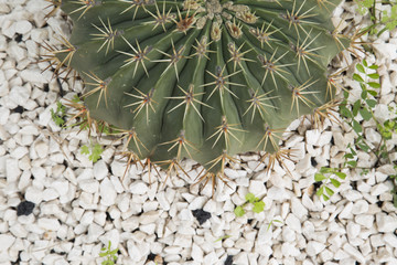Cactus spikes