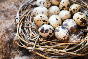 Naklejka na ściany i meble Nest with eggs of quails