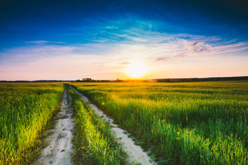 Fototapeta na wymiar Sunset, sunrise, sun over rural countryside wheat field and road