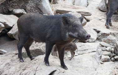 boar