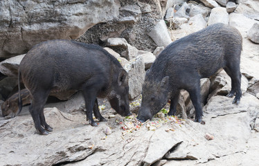 boar