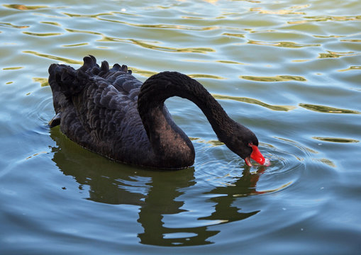 Beautiful black swan feeding on a lake