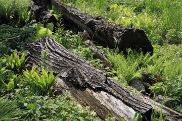 detail of trunks in forest