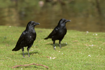 Carrion Crow