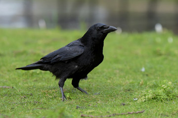 Carrion Crow