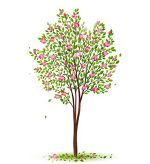 Obraz premium Spring cherry tree with green leaves and pink flowers