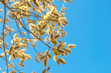 spring flowering branches of willow on blue sky background