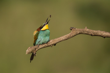 Bee eater