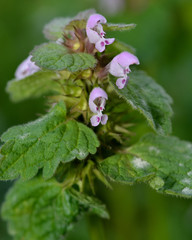 Red dead-nettle (Lamium purpureum). A plant with dark red flowers, also known as purple archangle and purple deadnettle, in the family Lamiaceae
