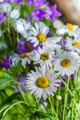 Bouquet of small delicate daisy, close-up