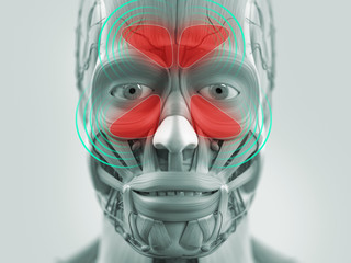 Anatomy model showing sinus infection.