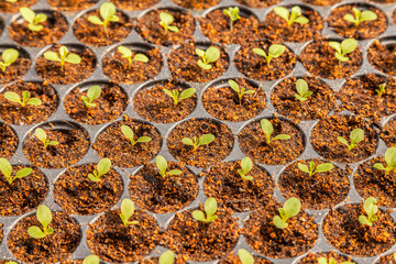 The Tillage and cultivation