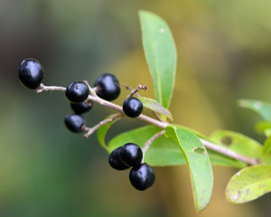 Wild privet (Ligustrum vulgare). Berries on a semi-evergreen shrub, growing wild in a British woodland